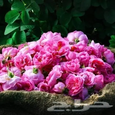 ورد فاخر فواح وقوي 0