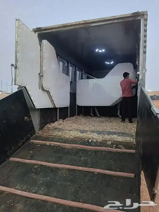 دنة نقل خيل فرس حصان مهر 0