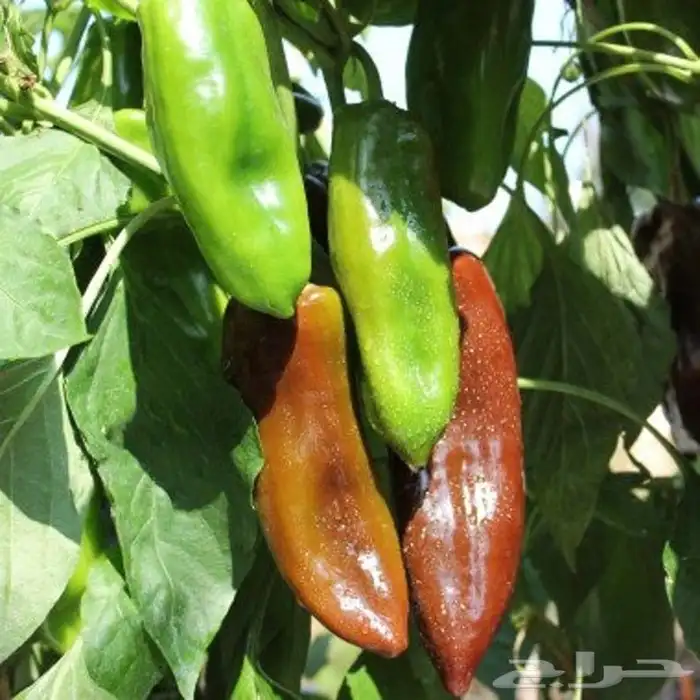 فلفل تشوكلت (Chocolate Pepper) 2