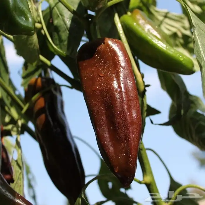 فلفل تشوكلت (Chocolate Pepper) 1