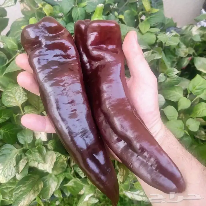 فلفل تشوكلت (Chocolate Pepper) 0