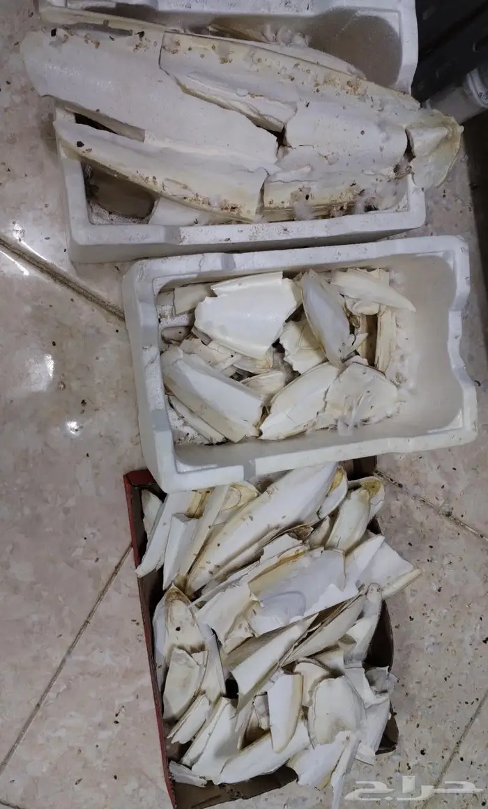 عظم الحبار خثاق 3