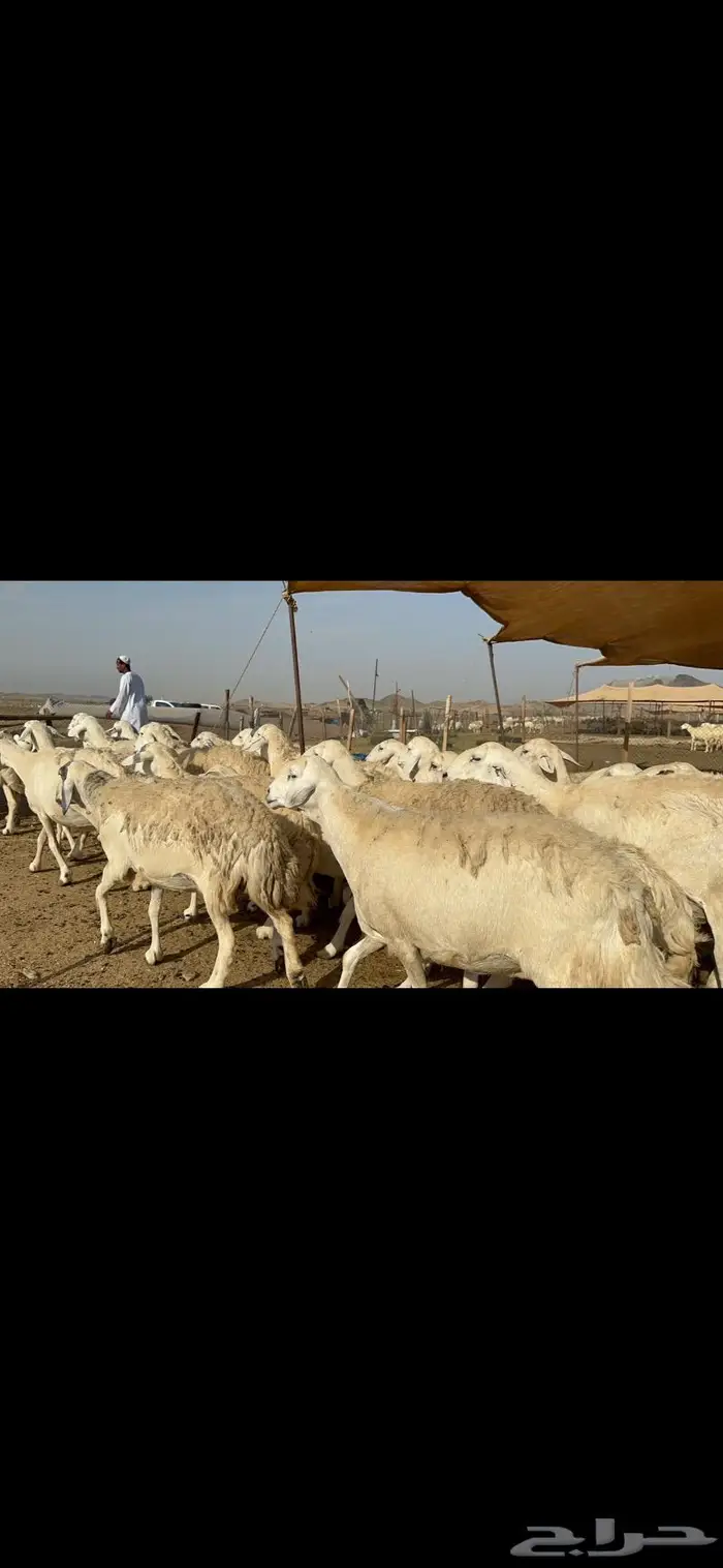 غنم حرش حريات طيبة 0