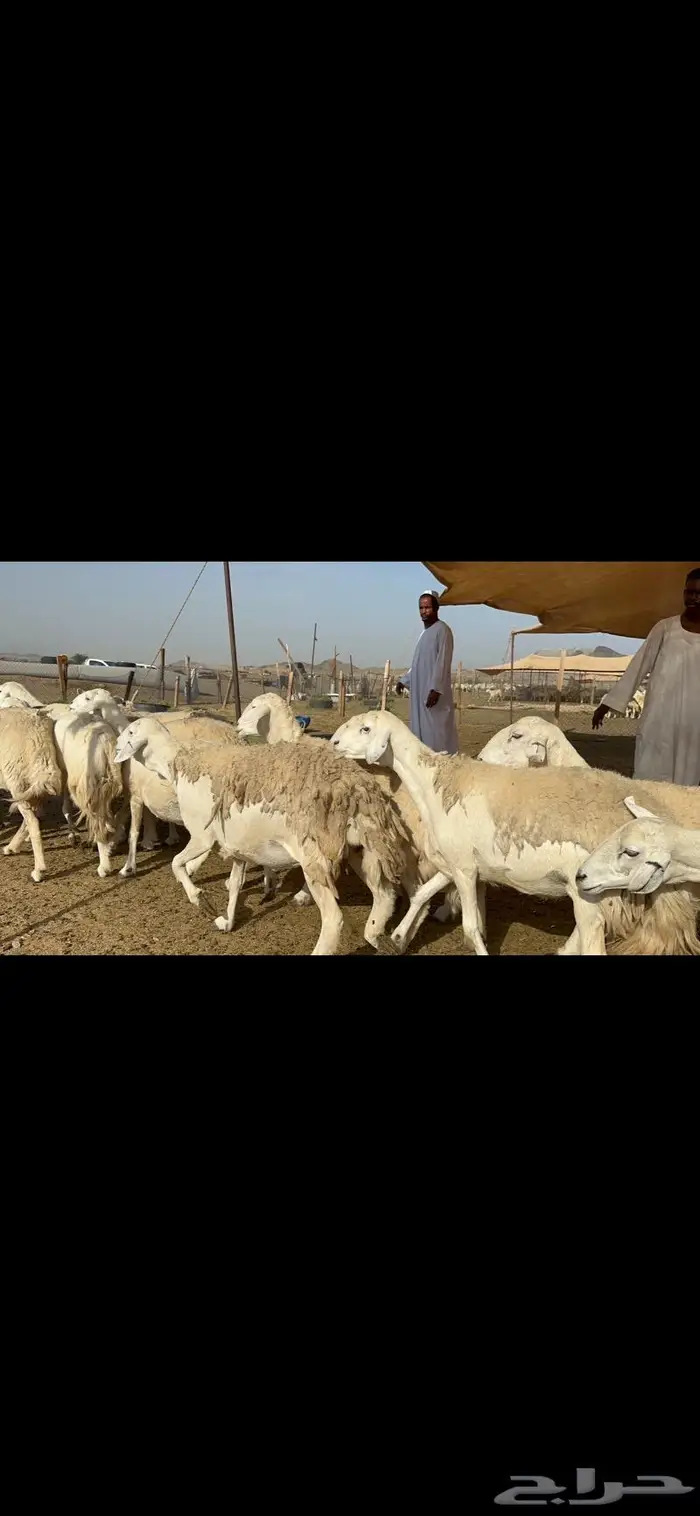 غنم حرش حريات طيبة 1