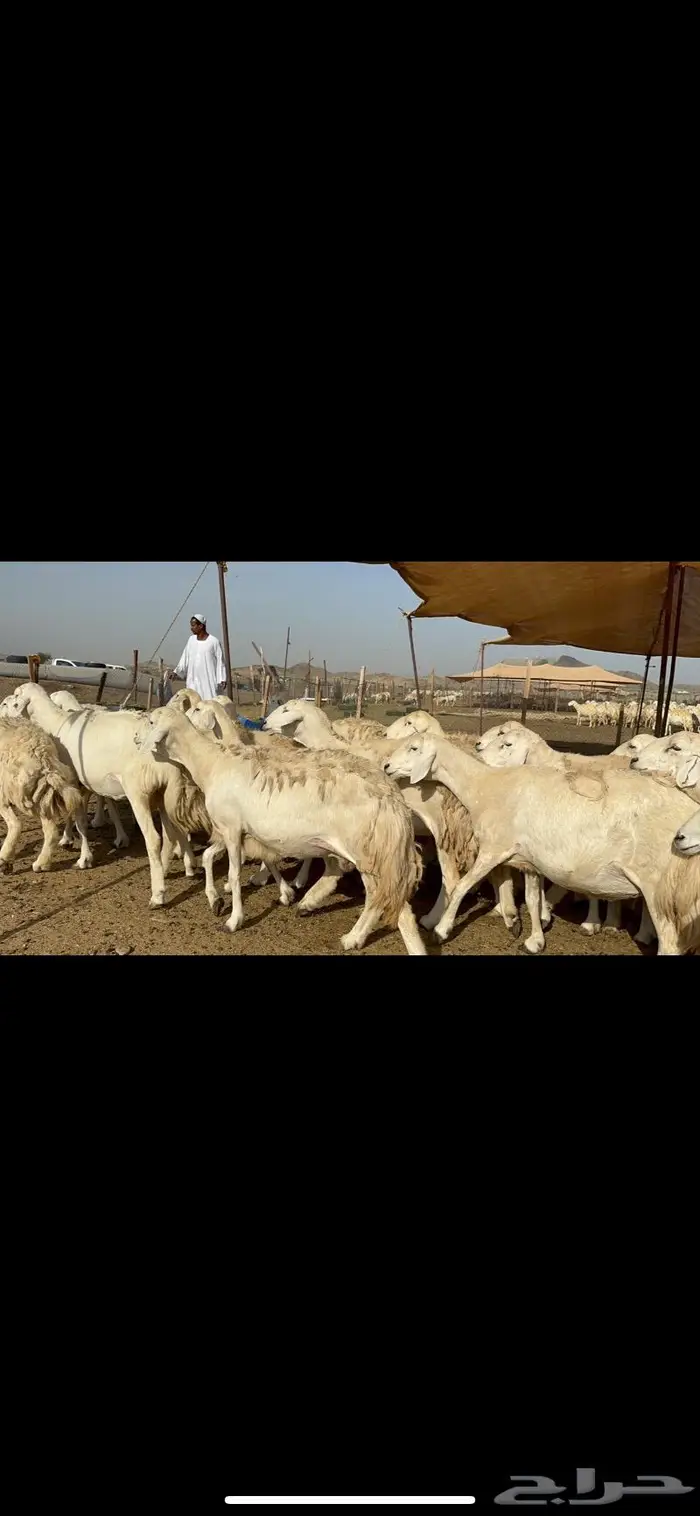 غنم حرش حريات طيبة 2