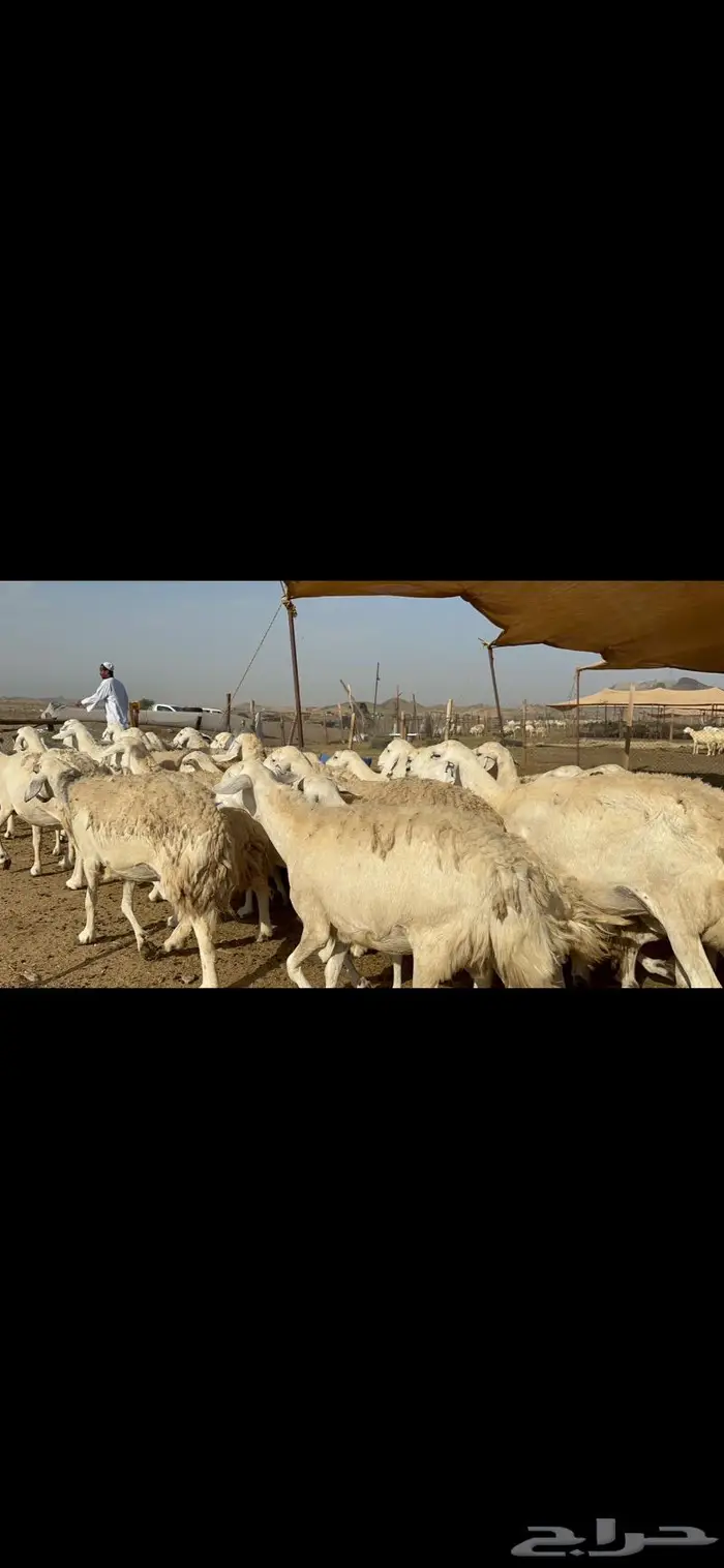 غنم حرش حريات طيبة 3