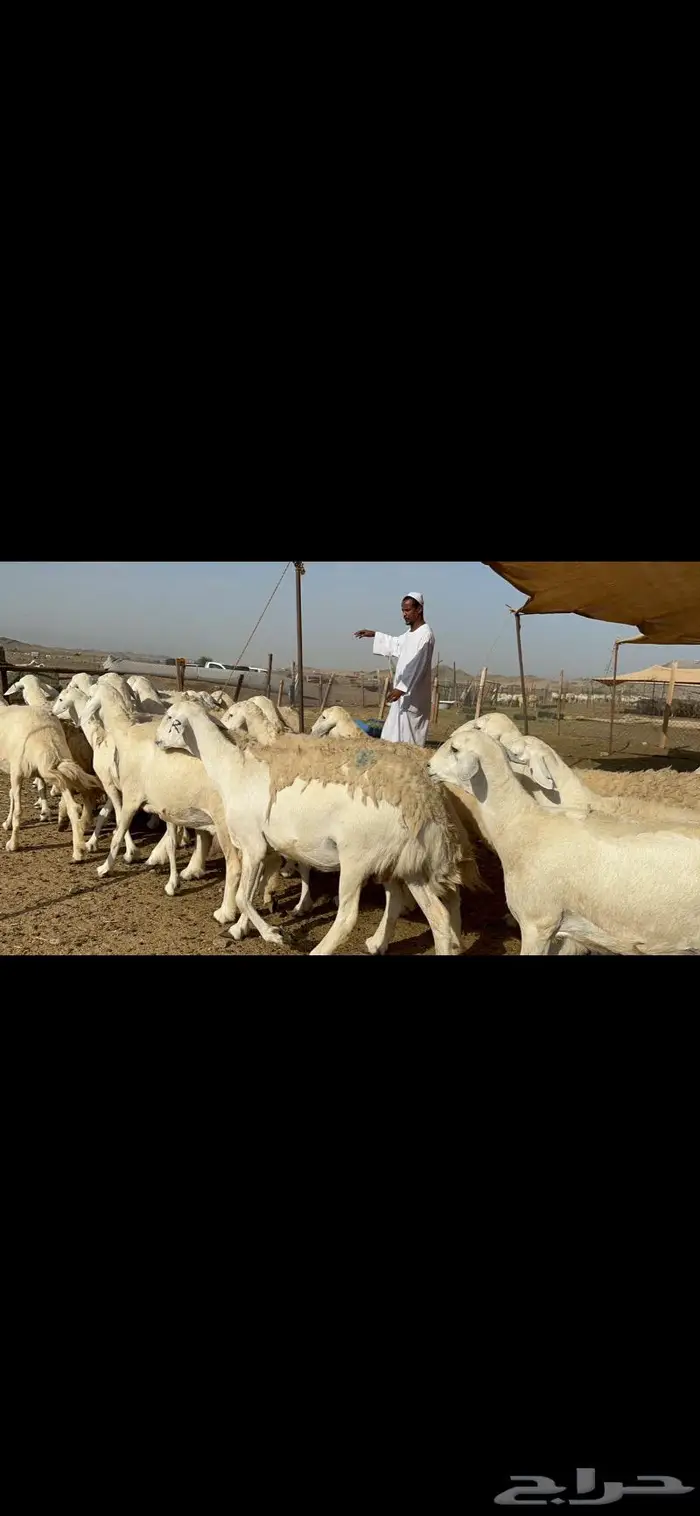 غنم حرش حريات طيبة 5