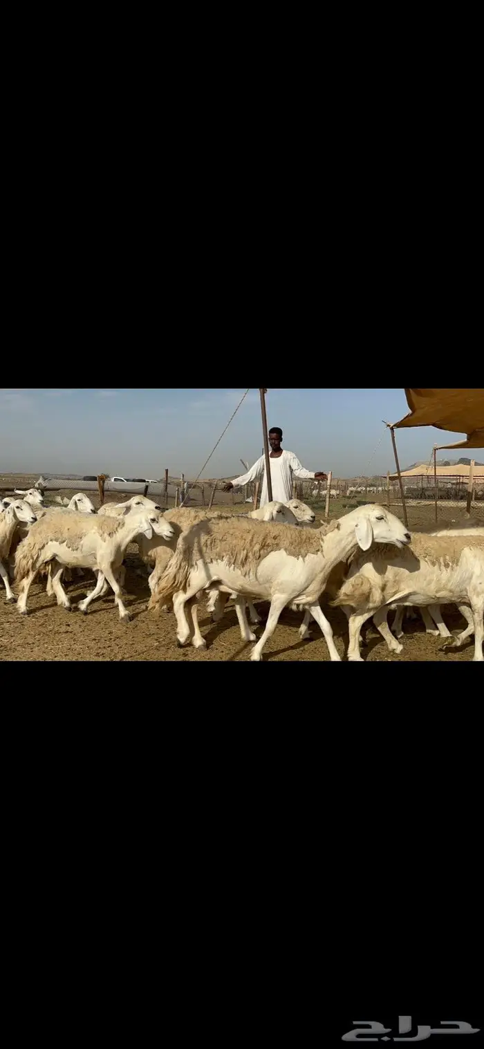 غنم حرش حريات طيبة 4