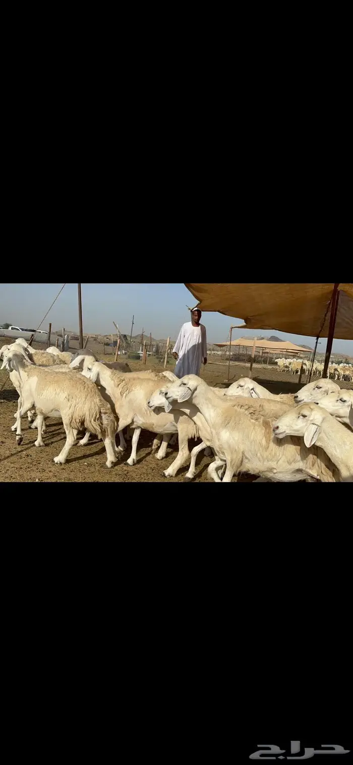 غنم حرش حريات طيبة 6
