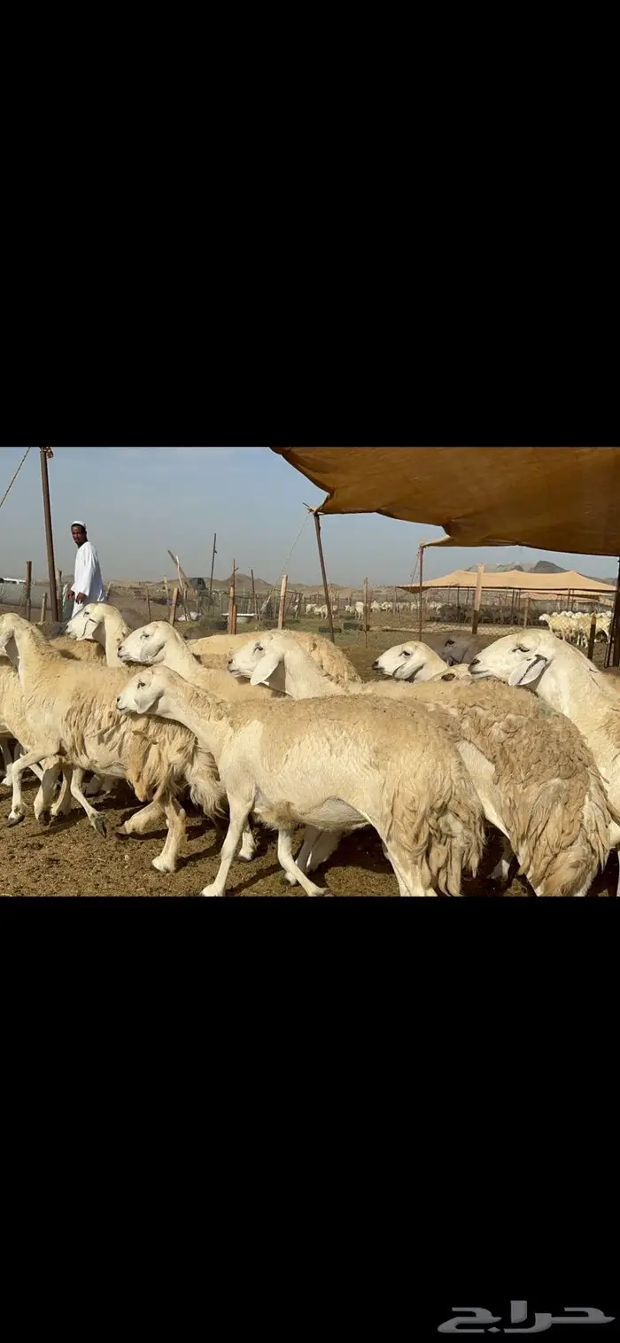 غنم حرش حريات طيبة 7