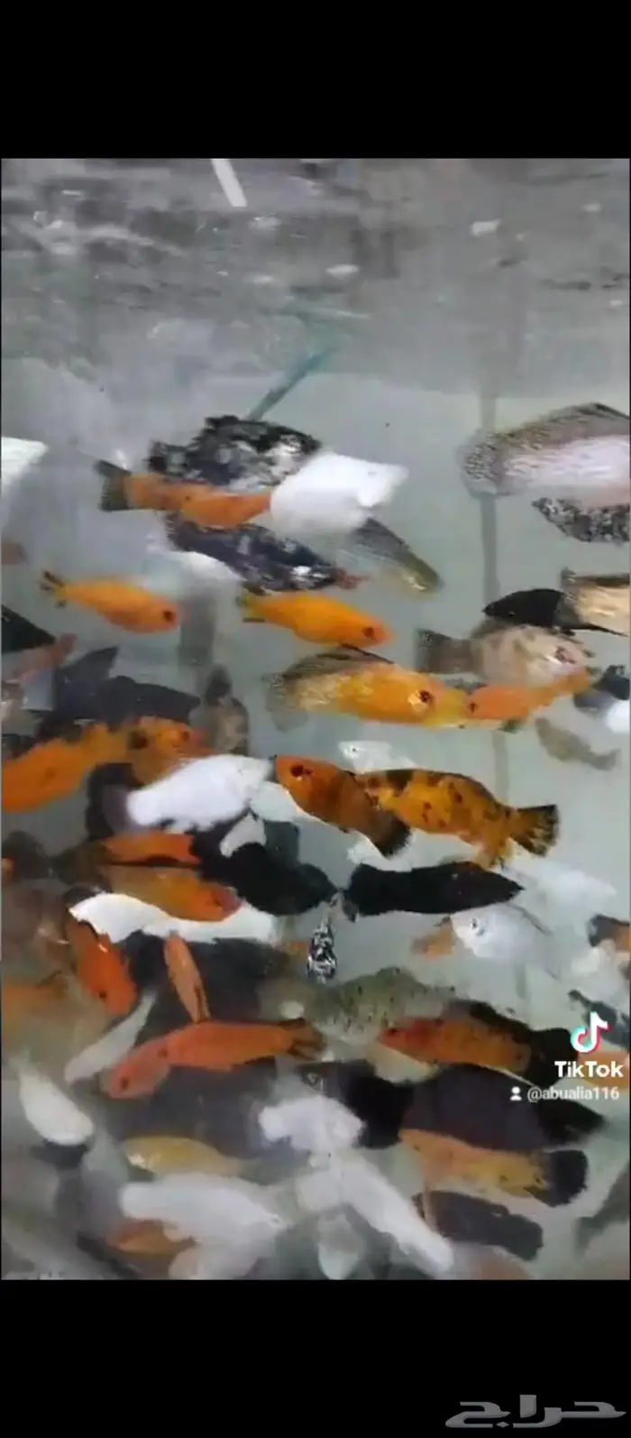 سمك الزينة مولي 0