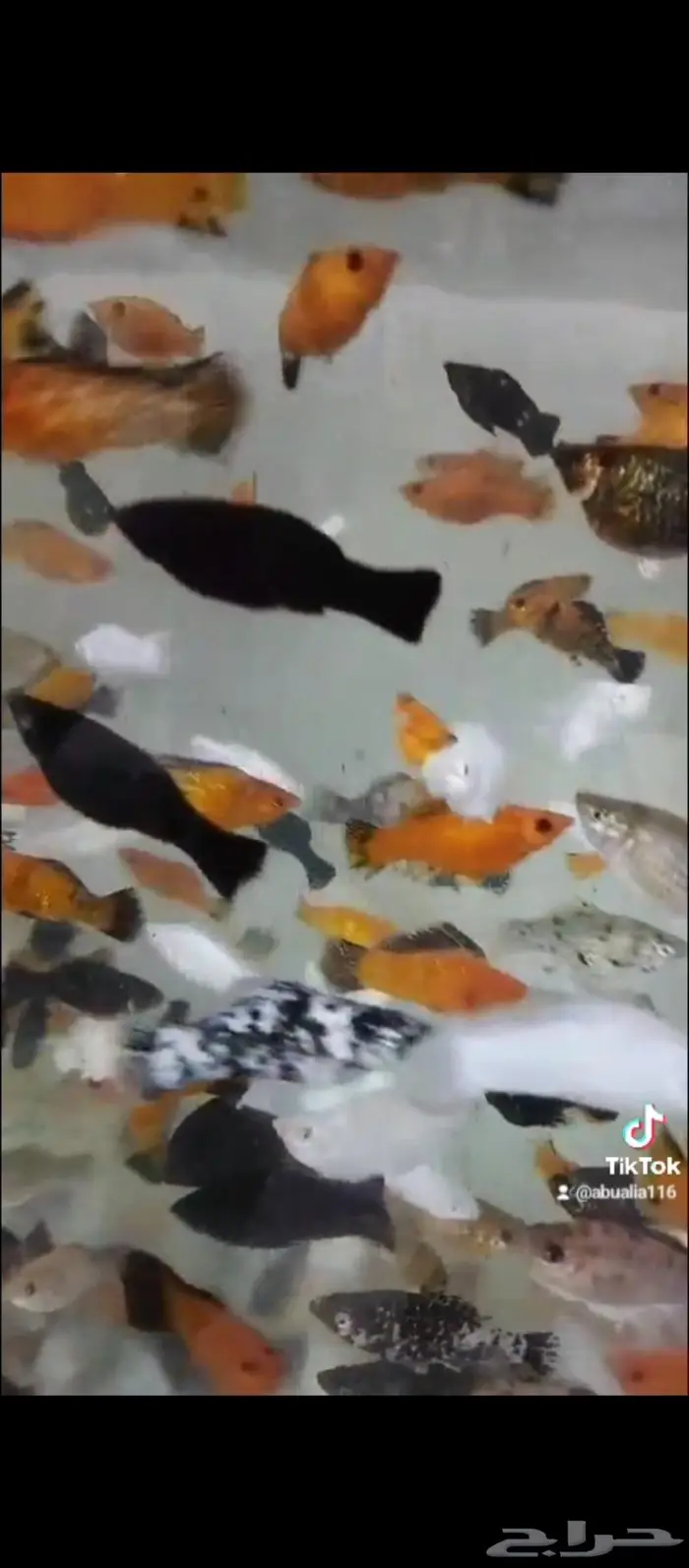 سمك الزينة مولي 1