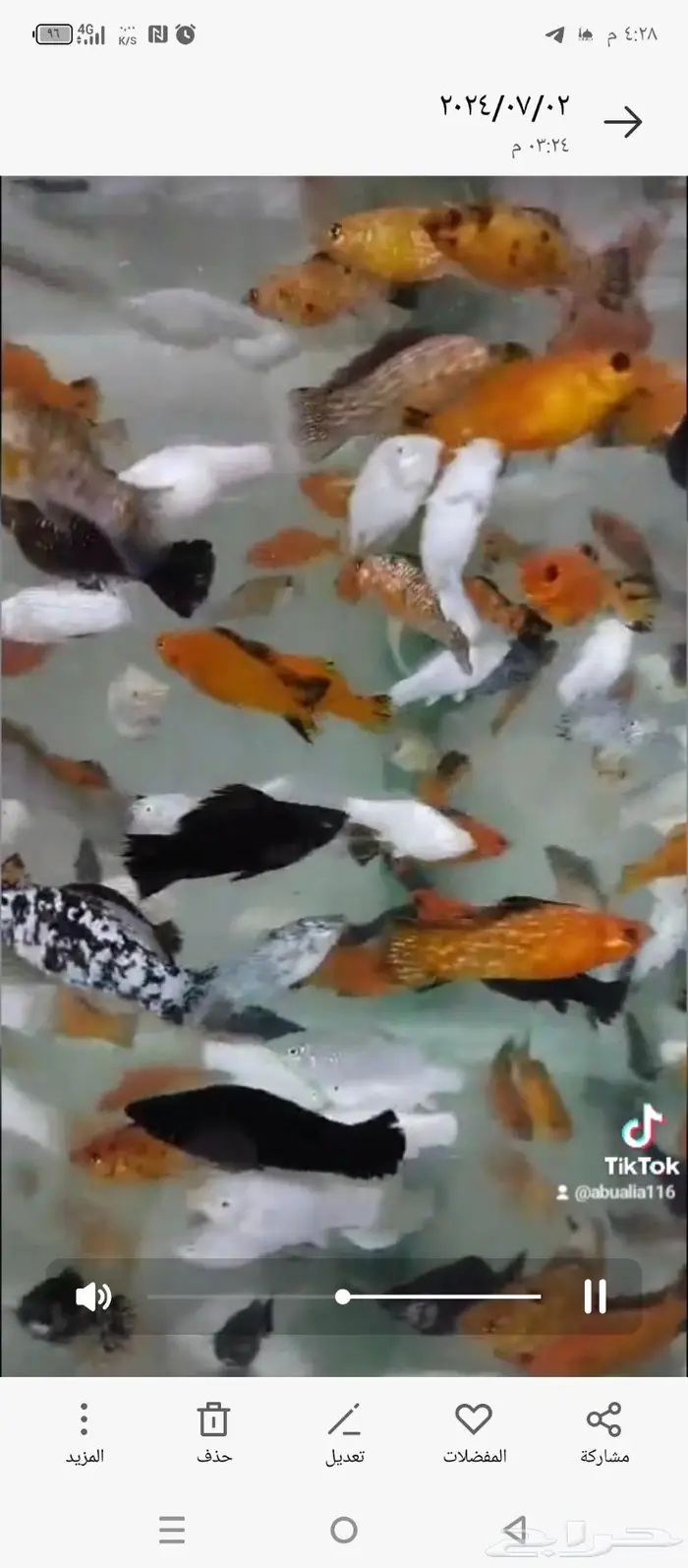 سمك الزينة مولي 2