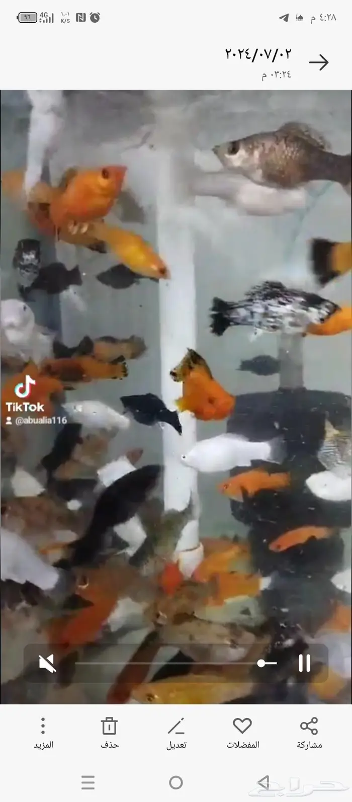 سمك الزينة مولي 3