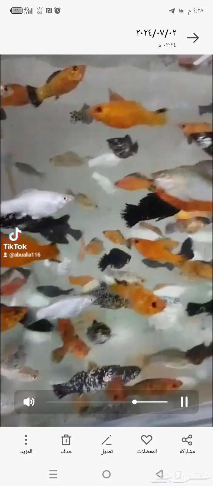 سمك الزينة مولي 4