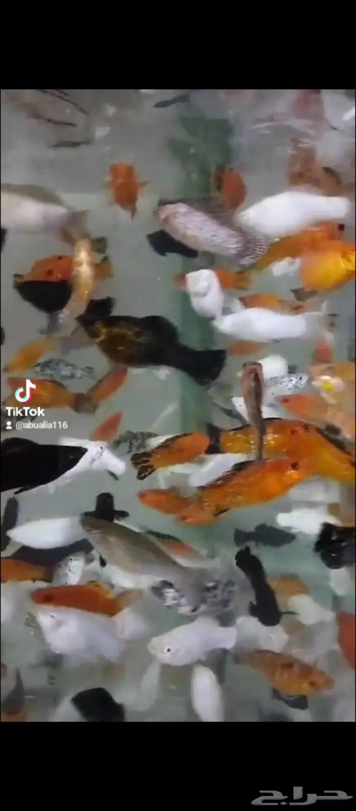 سمك الزينة مولي 5