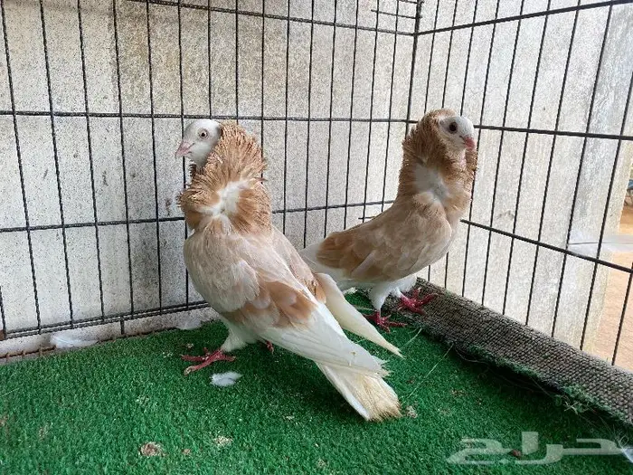 للبيع حمام زينه كلها اجواز منتجه 3