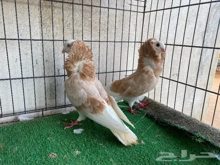 للبيع حمام زينه كلها اجواز منتجه 4