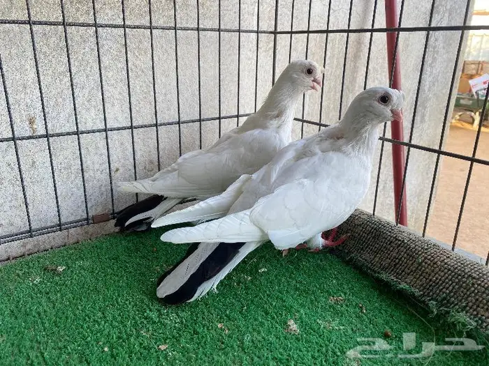 للبيع حمام زينه كلها اجواز منتجه 5