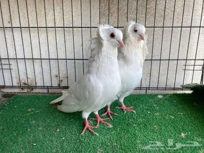 للبيع حمام زينه كلها اجواز منتجه 6