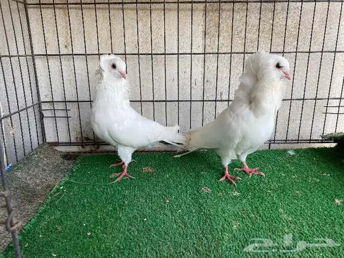 للبيع حمام زينه كلها اجواز منتجه 7
