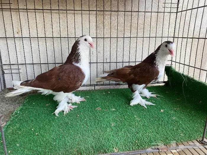 للبيع حمام زينه كلها اجواز منتجه 8