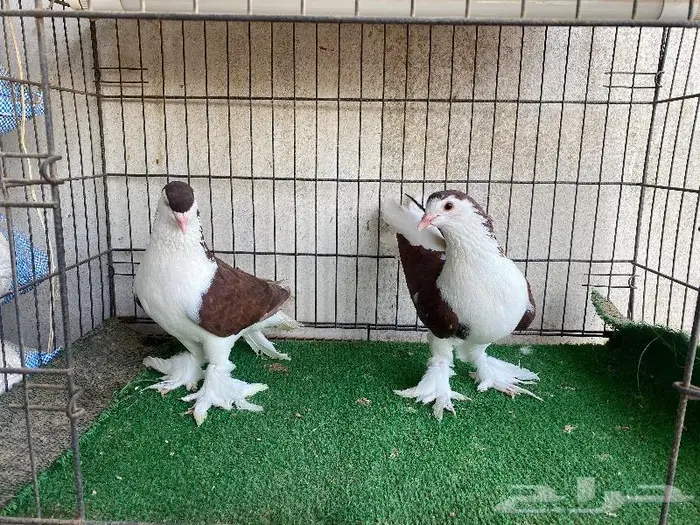 للبيع حمام زينه كلها اجواز منتجه 9