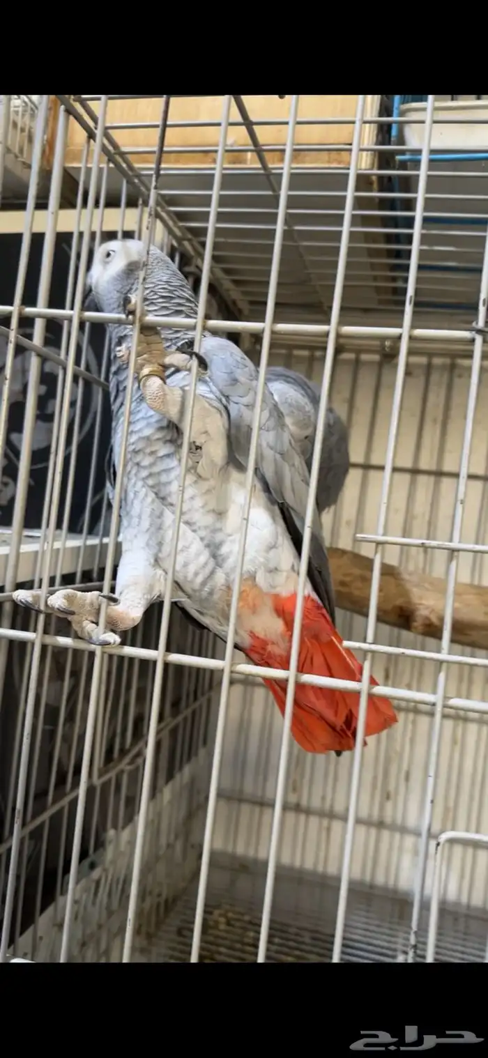 زوج كاسكو كنغو 1