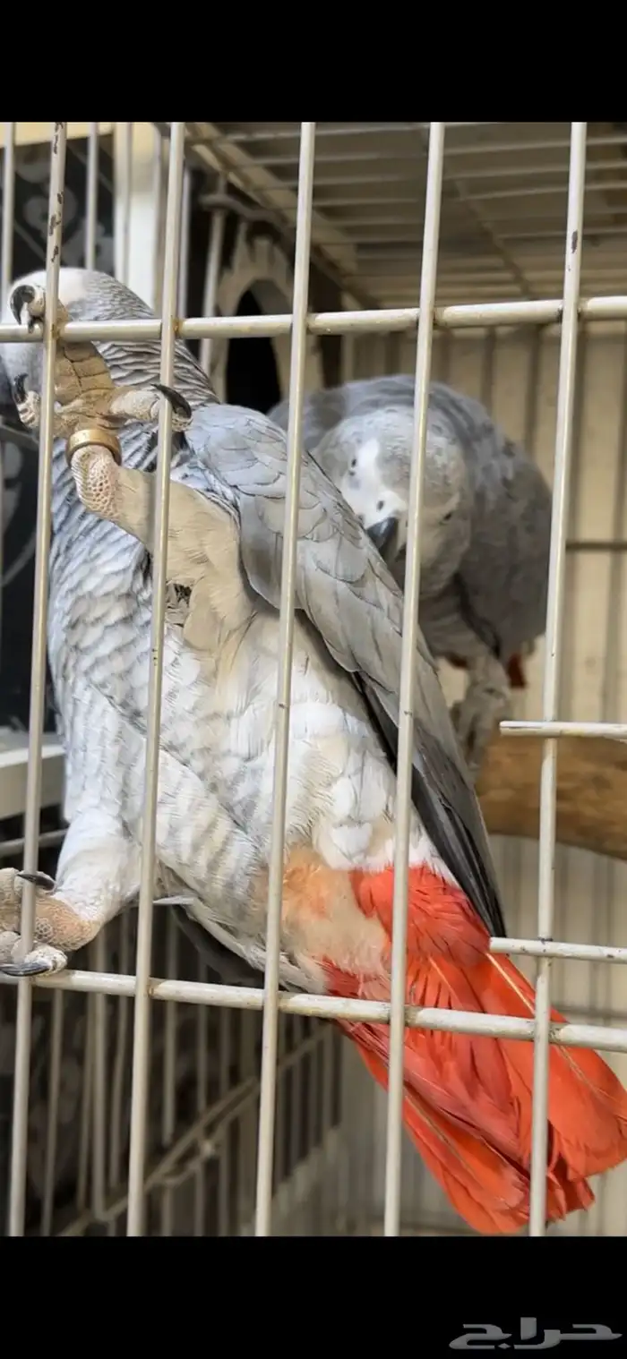 زوج كاسكو كنغو 2