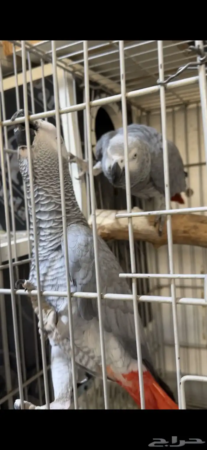 زوج كاسكو كنغو 3