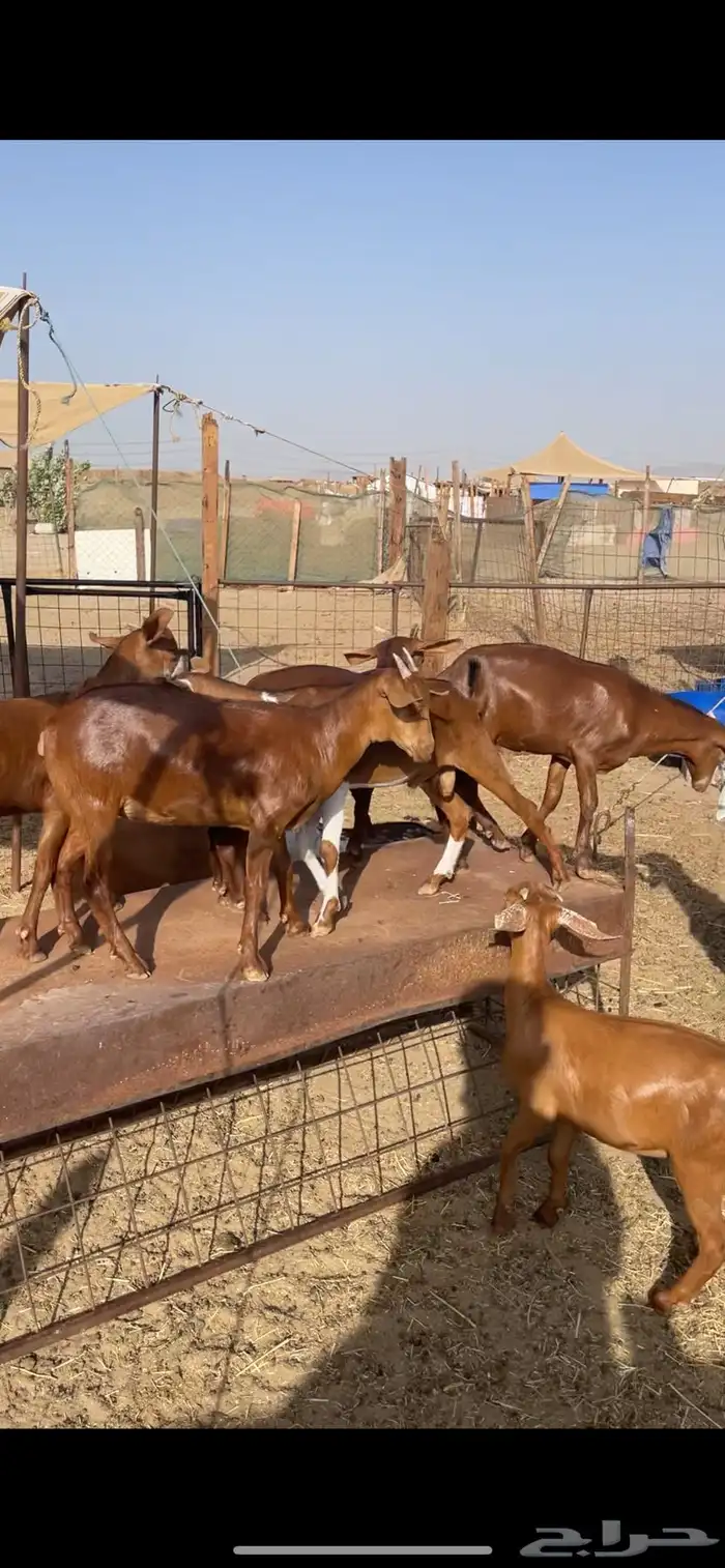 ذبائح طليان ورخال حري سواكني تيوس محايلي وعقيقةالتقيم مرتفع 3