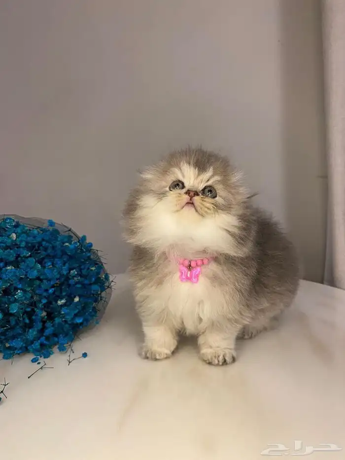 قطط سكوتش فولد منشكن للبيع 0