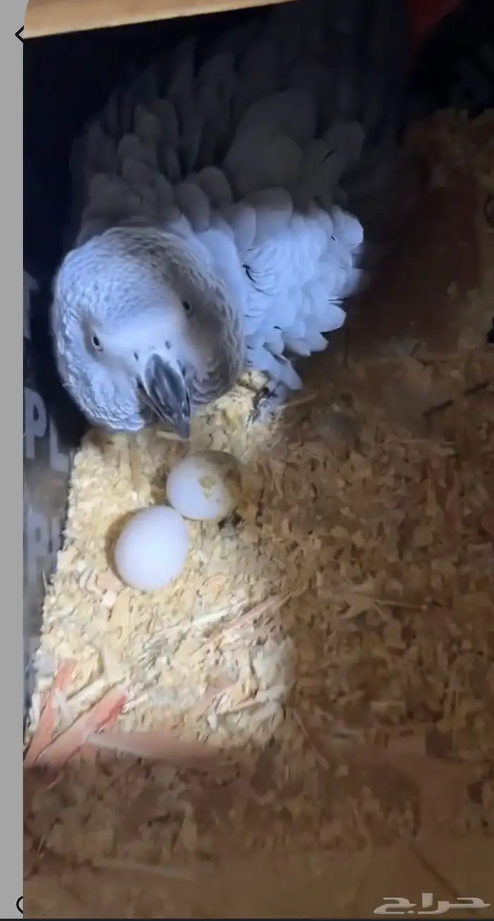 زوج كاسكو كنغو 0