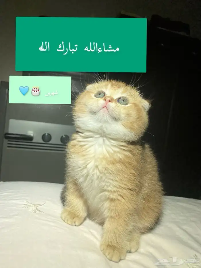 قط ذكر طالب تزاوج برتش منتج والكتن من انتاجه معروضين للبيع 2