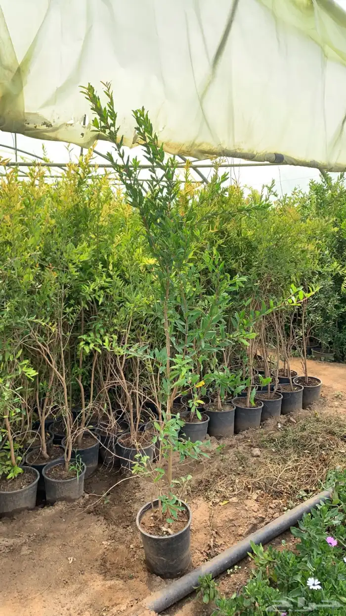 شتلات رمان 3