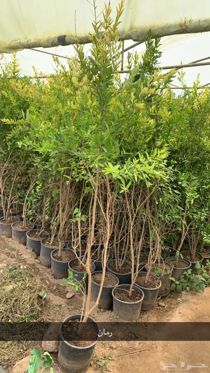 شتلات رمان 1