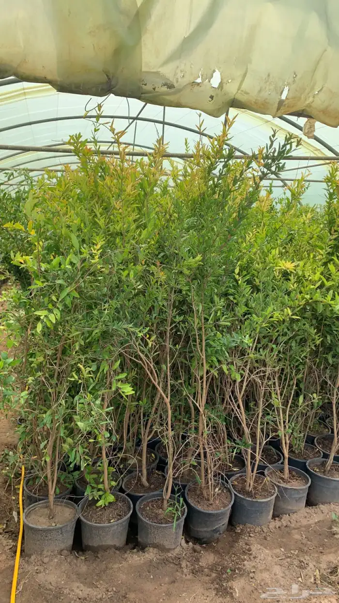 شتلات رمان 2