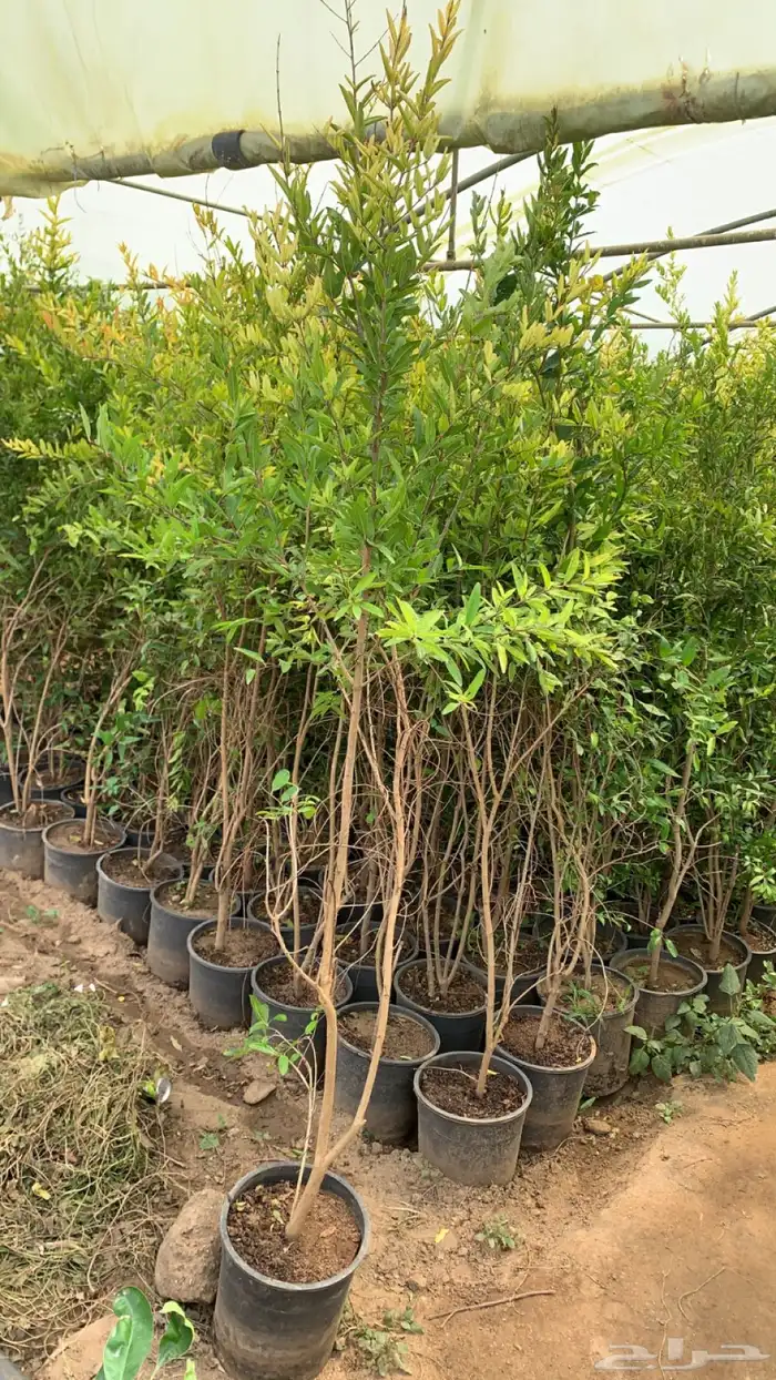 شتلات رمان 4