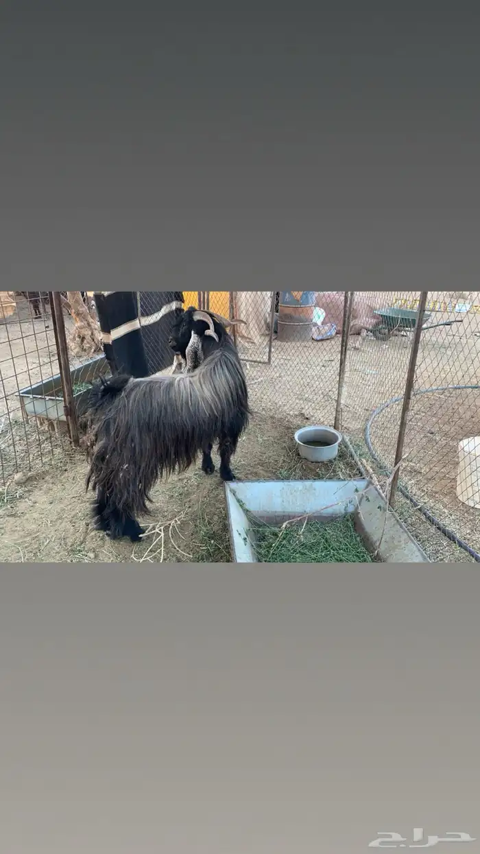 تيس عارضي مشروط سديس توه 1