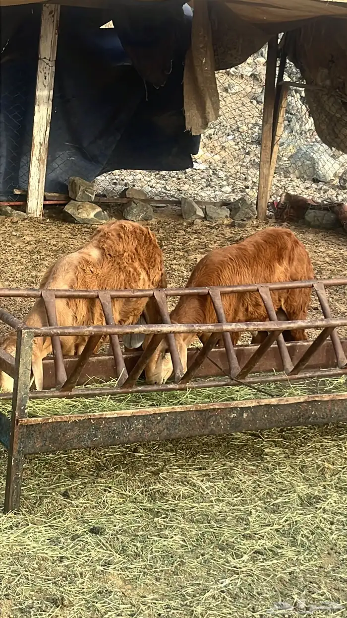 طليان حري وسواكني تربيه وتيوس مع الذبح والتوصيل داخل مكه 7