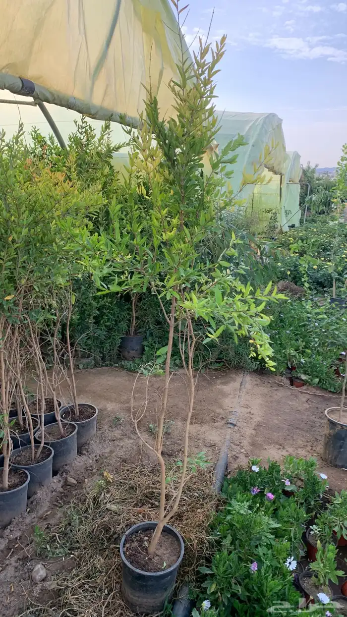 شتلات رمان 0