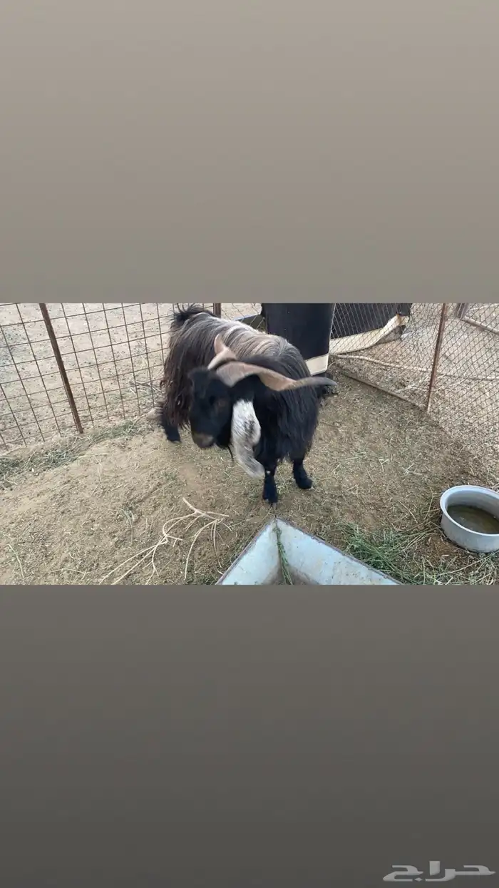 تيس عارضي مشروط سديس توه 0