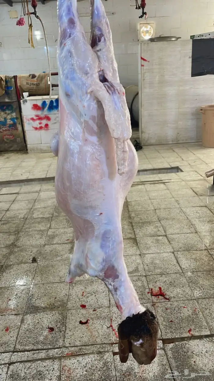 سواكن تربيه ماشالله سعر خاص شامل الذبح والتوصيل 0