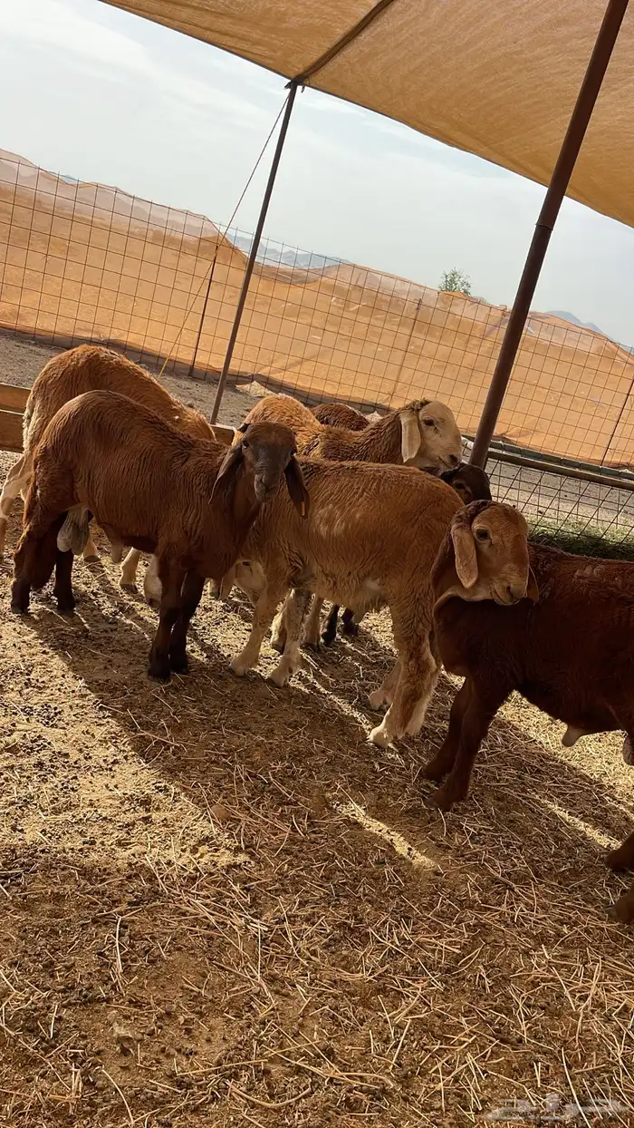 سواكن تربيه ماشالله سعر خاص شامل الذبح والتوصيل 1