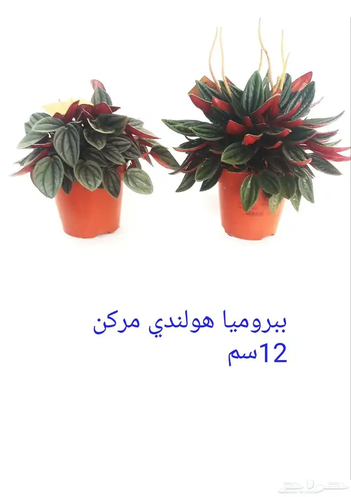 نوفر نباتات داخليه و صيانتها 45