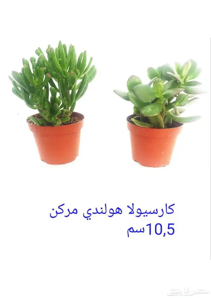 نوفر نباتات داخليه و صيانتها 47
