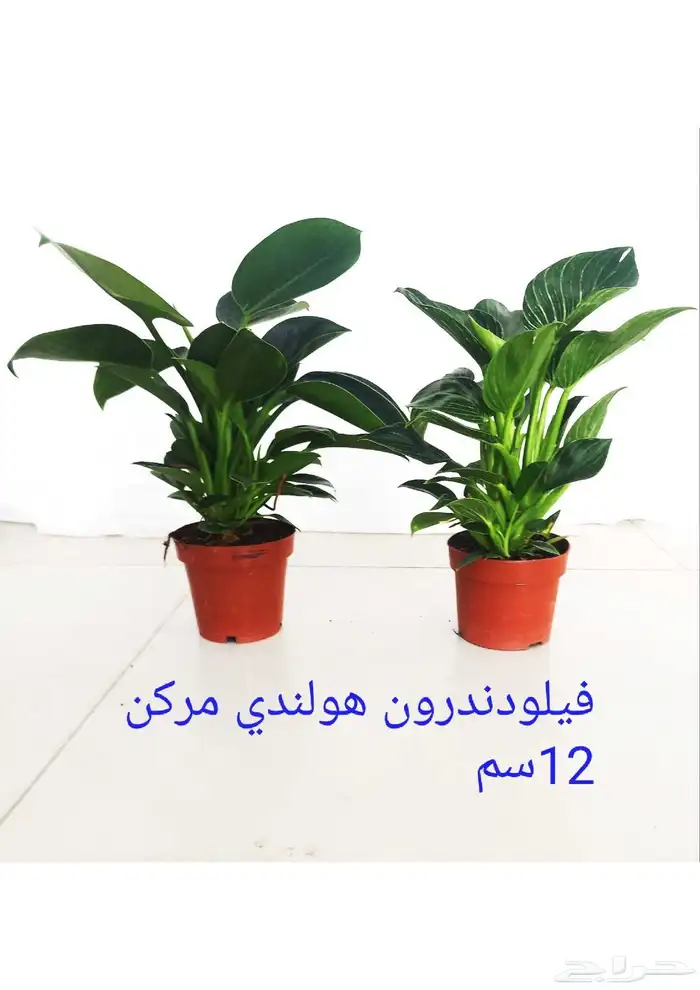 نوفر نباتات داخليه و صيانتها 10