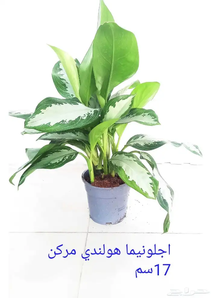 نوفر نباتات داخليه و صيانتها 33