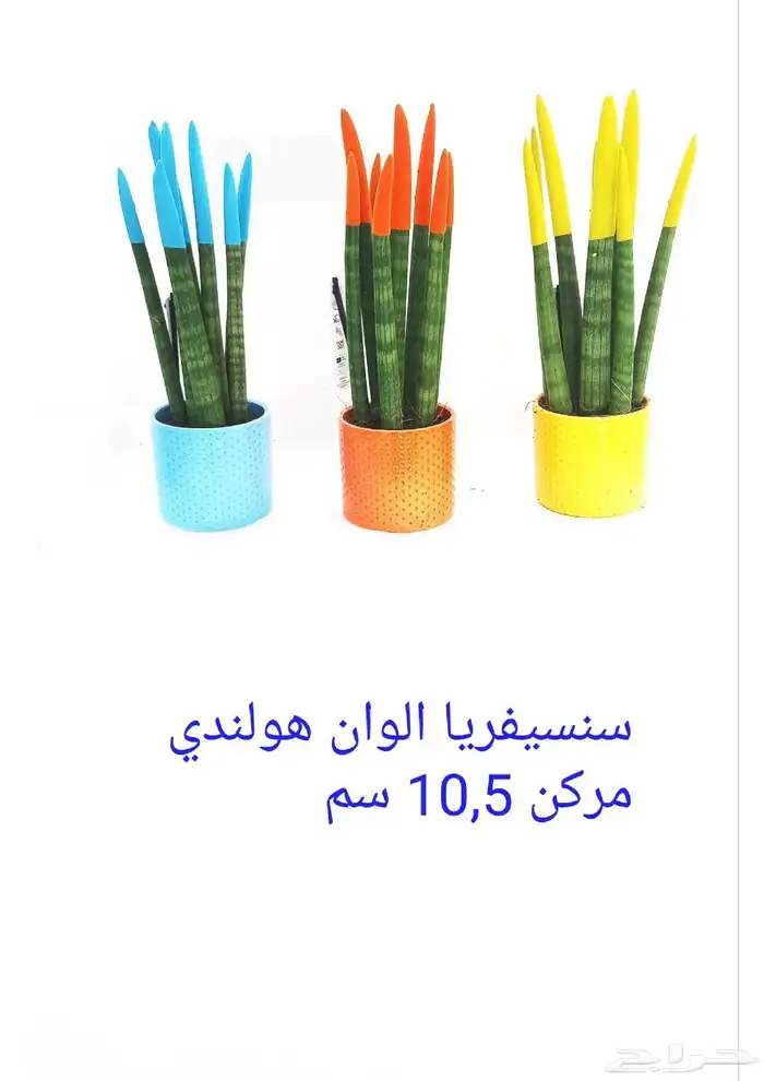 نوفر نباتات داخليه و صيانتها 20