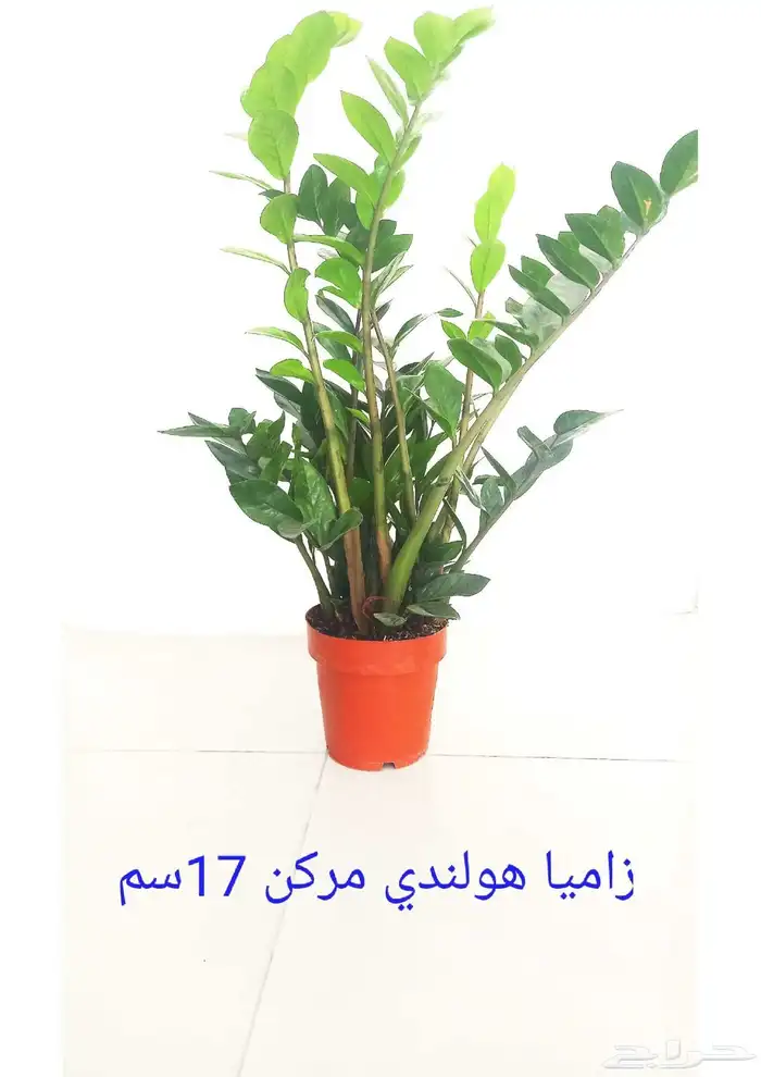 نوفر نباتات داخليه و صيانتها 36